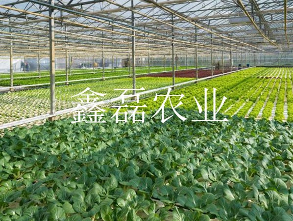 花卉、育苗基地